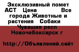 Эксклюзивный помет АСТ › Цена ­ 30 000 - Все города Животные и растения » Собаки   . Чувашия респ.,Новочебоксарск г.